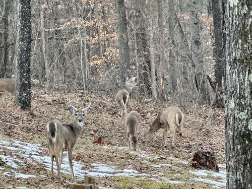 31660 Molehan Rd, Vinton, OH, 45686-8915 | Card Image