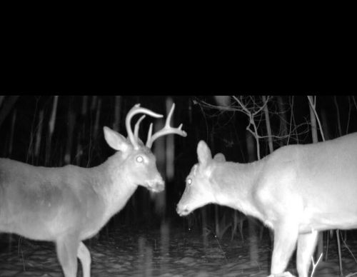 22903 Waterwheel Drive, Pierson, MI, 49339 | Card Image