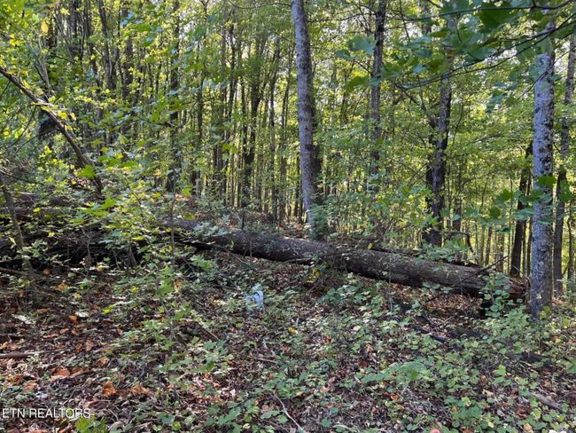 822 W Bates St, Home with 0 bedrooms, 0 bathrooms and null parking in Rockwood TN | Image 5