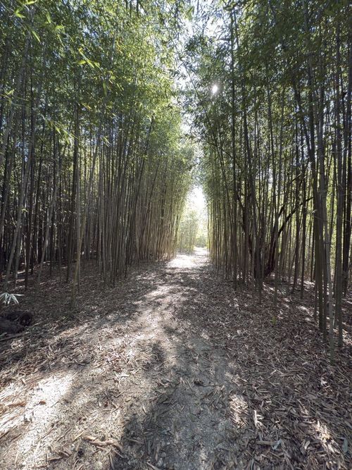 456 Marshall Ivy Rd, Huntington, TX, 75949-4682 | Card Image