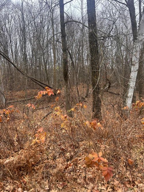 TBDxxx Golf Course Dr, Cushing Twp, MN, 56443 | Card Image