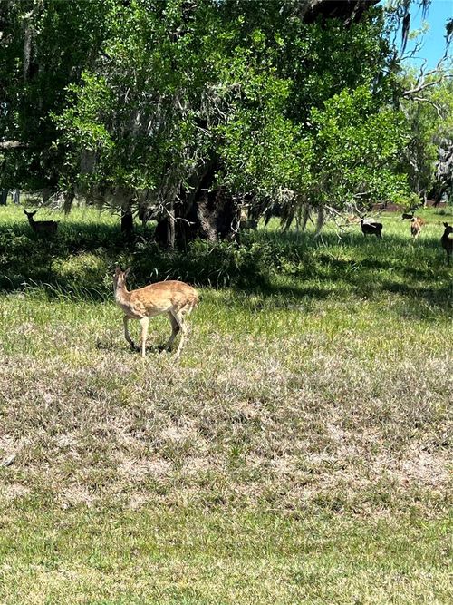 131 Hidden Horse Trl, Angleton, TX, 77515-6076 | Card Image