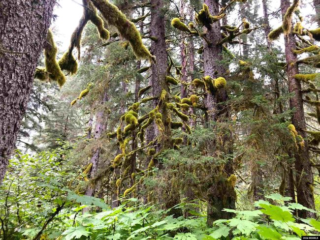 LOT17-BLK-B-EXCURSION-I - 17 Excursion Inlet, Home with 0 bedrooms, 0 bathrooms and null parking in Excursion Inlet AK | Image 11