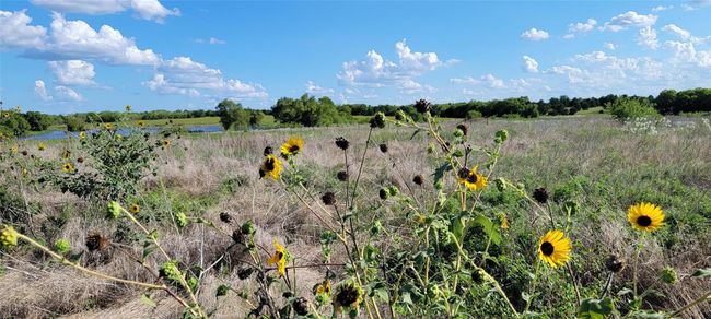 Wildflowers abound in the property in spring and summer. | Image 12