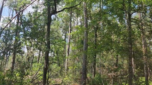 33 Gum Tree Ln, Plantersville, TX, 77363 | Card Image