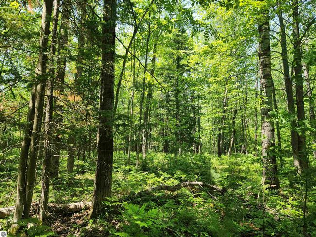 2867 Folks Rd Ne, Home with 0 bedrooms, 0 bathrooms and null parking in Kalkaska MI | Image 13