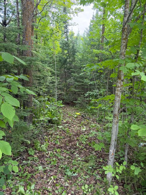 Lot 2 S Gull Lake Rd Sw, Tenstrike, MN, 56683 | Card Image