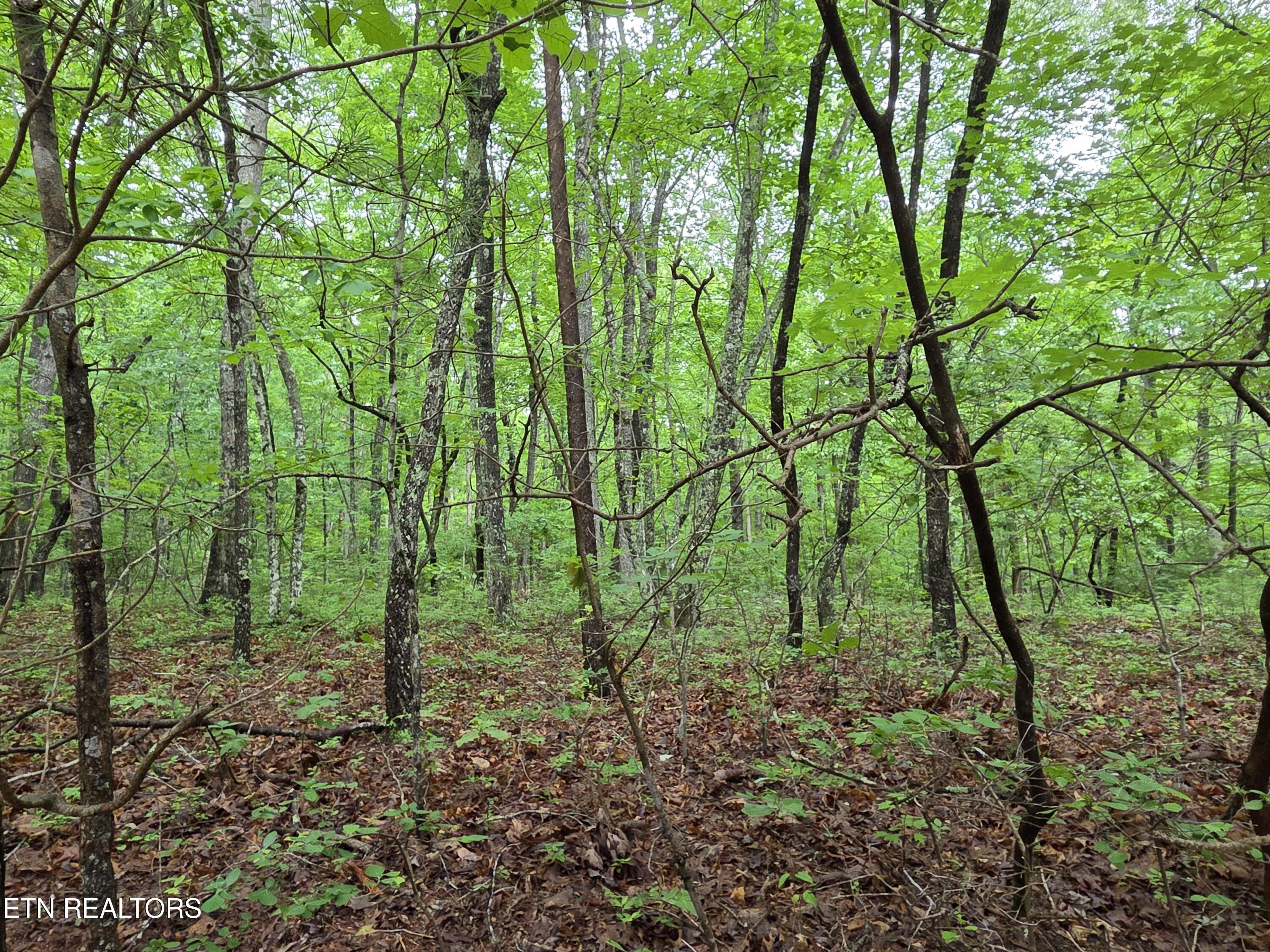Land in Crossville