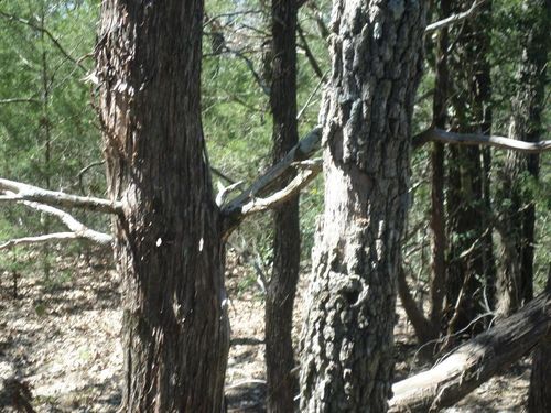 h-68370 Walter Hoffman Road, Cedar Creek, TX, 78612 | Card Image