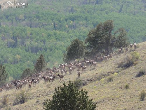 10667 State Highway 9, Guffey, CO, 80820 | Card Image