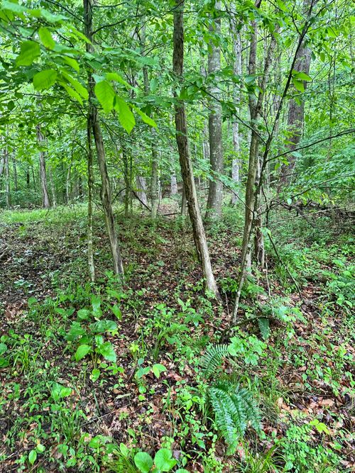0000 Mount Scratchum Rd, Ravenna, KY, 40472 | Card Image