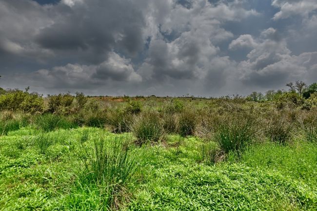View of local wilderness | Image 24