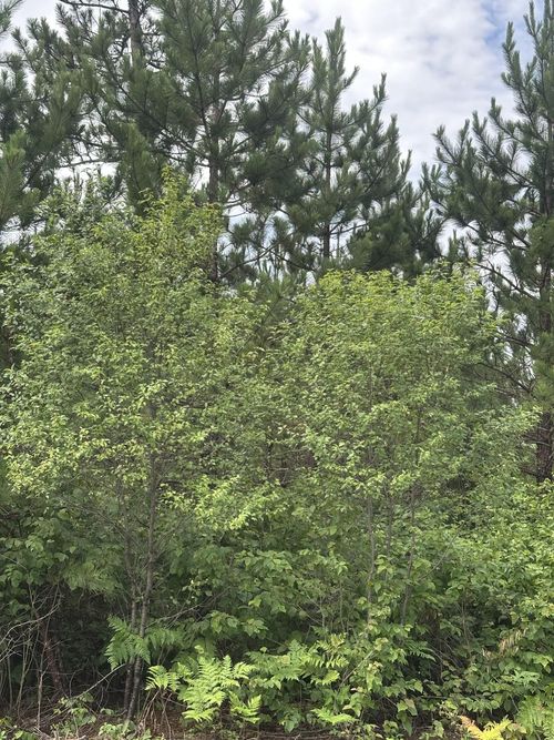 lot-12-rns-NEAR Cth Y S, Tomahawk, WI, 54487 | Card Image