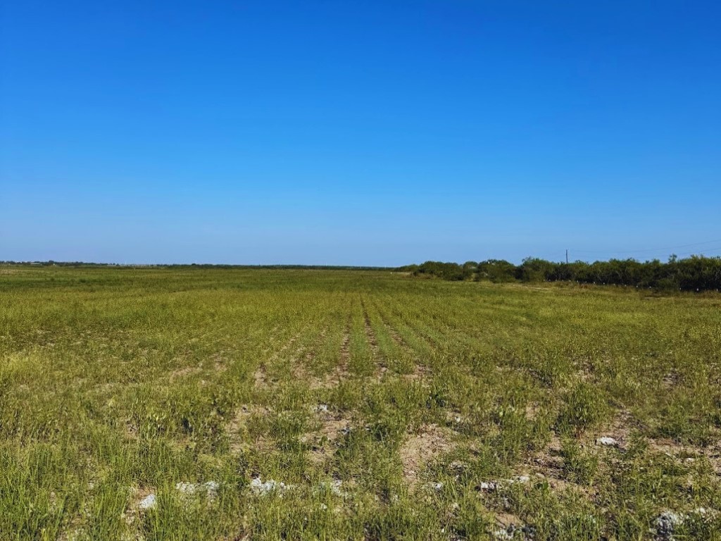 Land in Kingsville 5