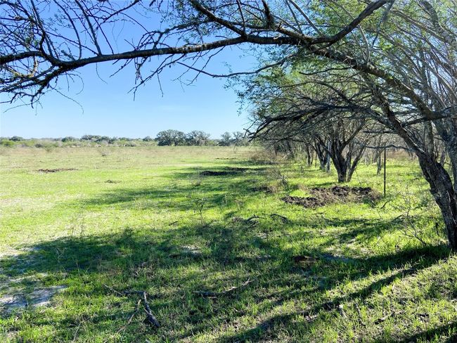 Brush line looking east | Image 24