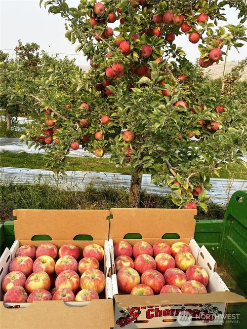 618 Jack Wells Road, Bridgeport, WA, 98813 | Card Image