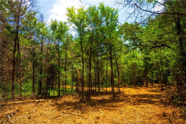View of woods | Image 5