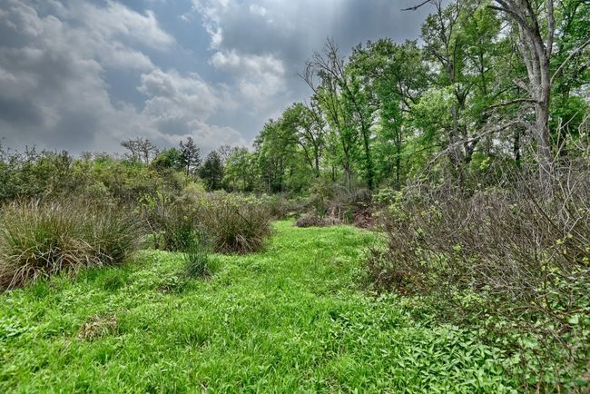 View of local wilderness | Image 28