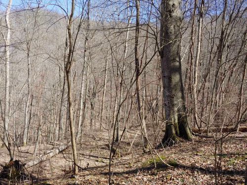 15-phase-2-0 Birch Hollow Rd, Stanton, KY, 40380 | Card Image