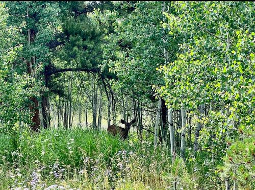 TBD Halter Trail, Oak Creek, CO, 80467 | Card Image