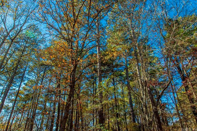 001-09449-000 Prysock Road, Home with 0 bedrooms, 0 bathrooms and null parking in Benton AR | Image 25
