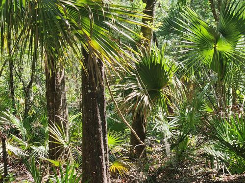 167 Ne 396th St, Cross City, FL, 32628 | Card Image