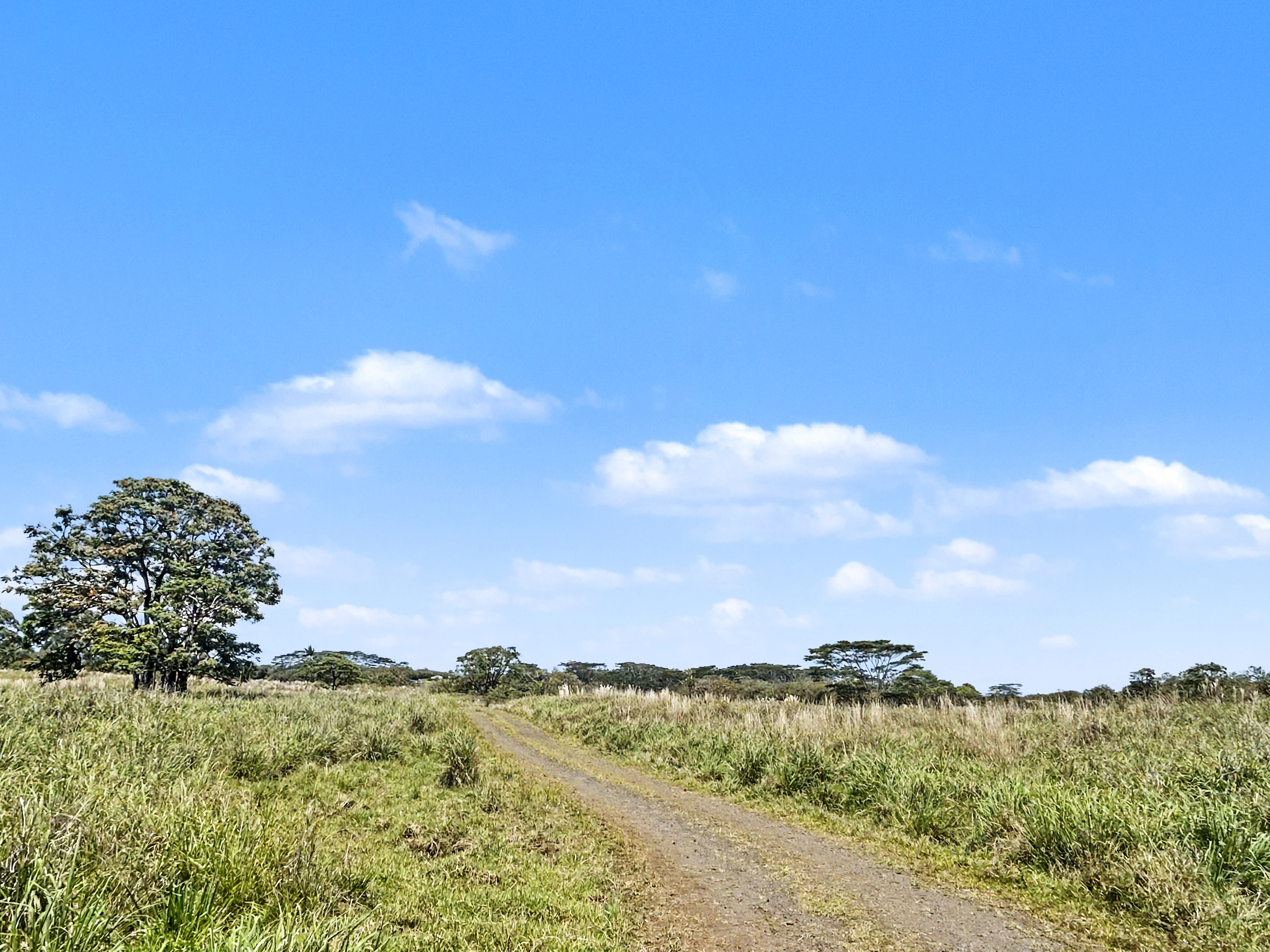 Land in Kurtistown 3