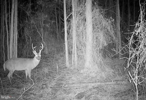 parcel-1370-0 Boone Road, Crisfield, MD, 21817 | Card Image