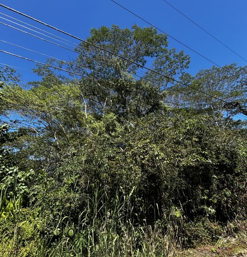 15-2727 Moano St, PAHOA, HI, 96778 | Card Image