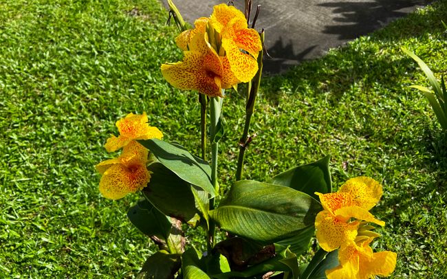 15-376 Puni Makai Loop S, House other with 3 bedrooms, 2 bathrooms and null parking in PAHOA HI | Image 23
