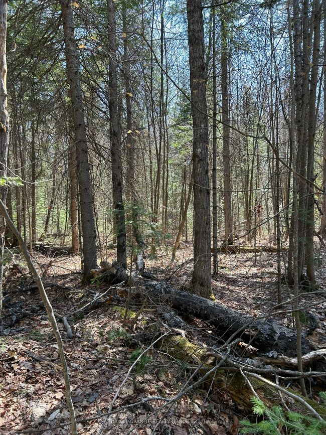 0 Madawaska Rd, Home with 0 bedrooms, 0 bathrooms and null parking in Maynooth ON | Image 5