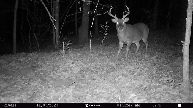 23.11.03 - Buck (Big body 8) 2 | Image 28
