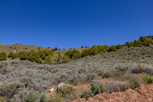 View of local wilderness | Image 16