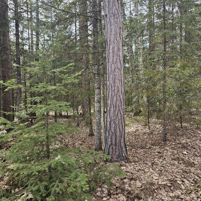6210 Black Lake Rd, House other with 2 bedrooms, 1 bathrooms and 2 parking in Rhinelander WI | Image 5