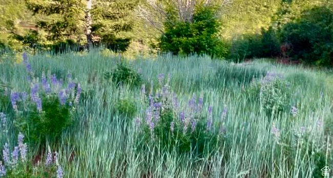 View of nature | Image 15