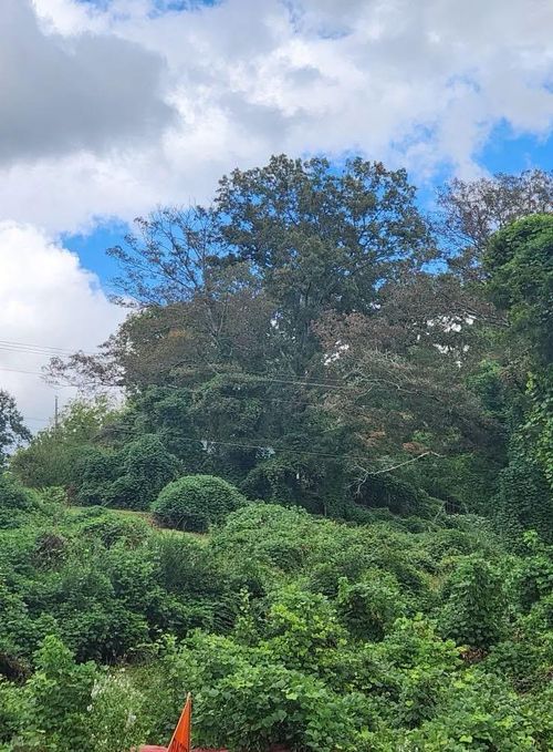 833 Blue Ridge Dr, Mc Caysville, GA, 30555-2510 | Card Image