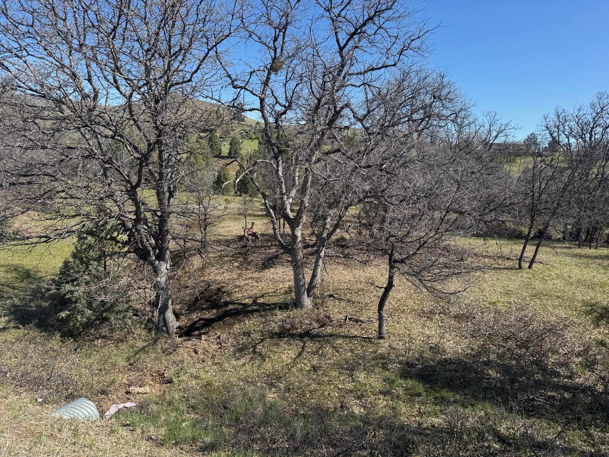 Land in Hornbrook 4