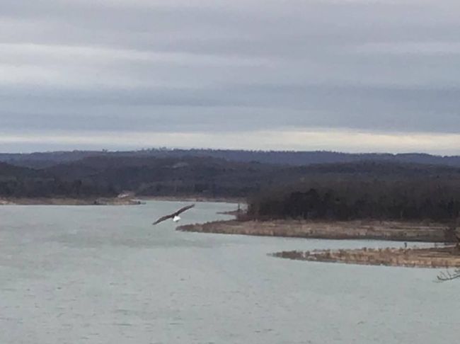 eagle over the lake | Image 40