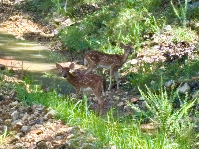 7 Devonshire Drive Theodosia, MO--97 (18 | Image 38