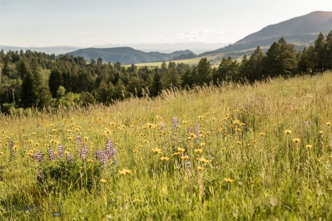 Summer wildflower meadow. | Image 76