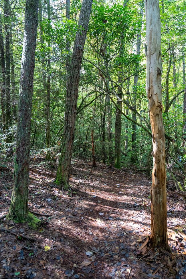 238 Mountain Laurel Ln, House other with 2 bedrooms, 1 bathrooms and null parking in Monteagle TN | Image 45