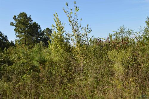 TBD Lassater Rd, Jefferson, TX, 75657 | Card Image