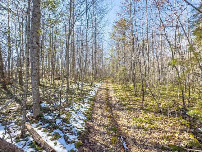 92 Acres Laurel Fork Rd, Home with 0 bedrooms, 0 bathrooms and null parking in Rocky Gap VA | Image 18