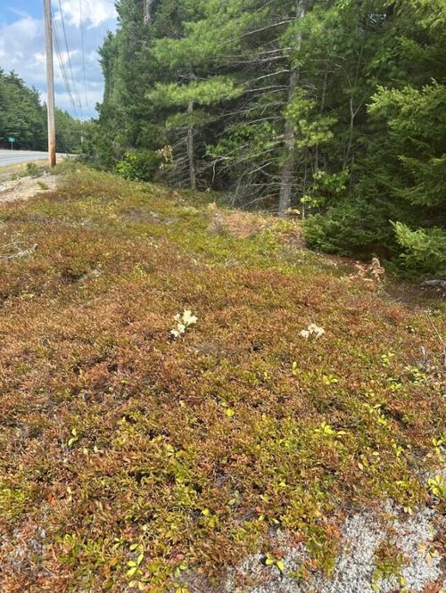 0 Route 1- 0 Gouldsboro Point Road, Gouldsboro, ME, 04607 | Card Image