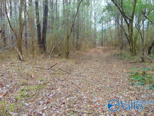 7 acres Carters Gin Rd, Home with 0 bedrooms, 0 bathrooms and null parking in Toney AL | Image 6
