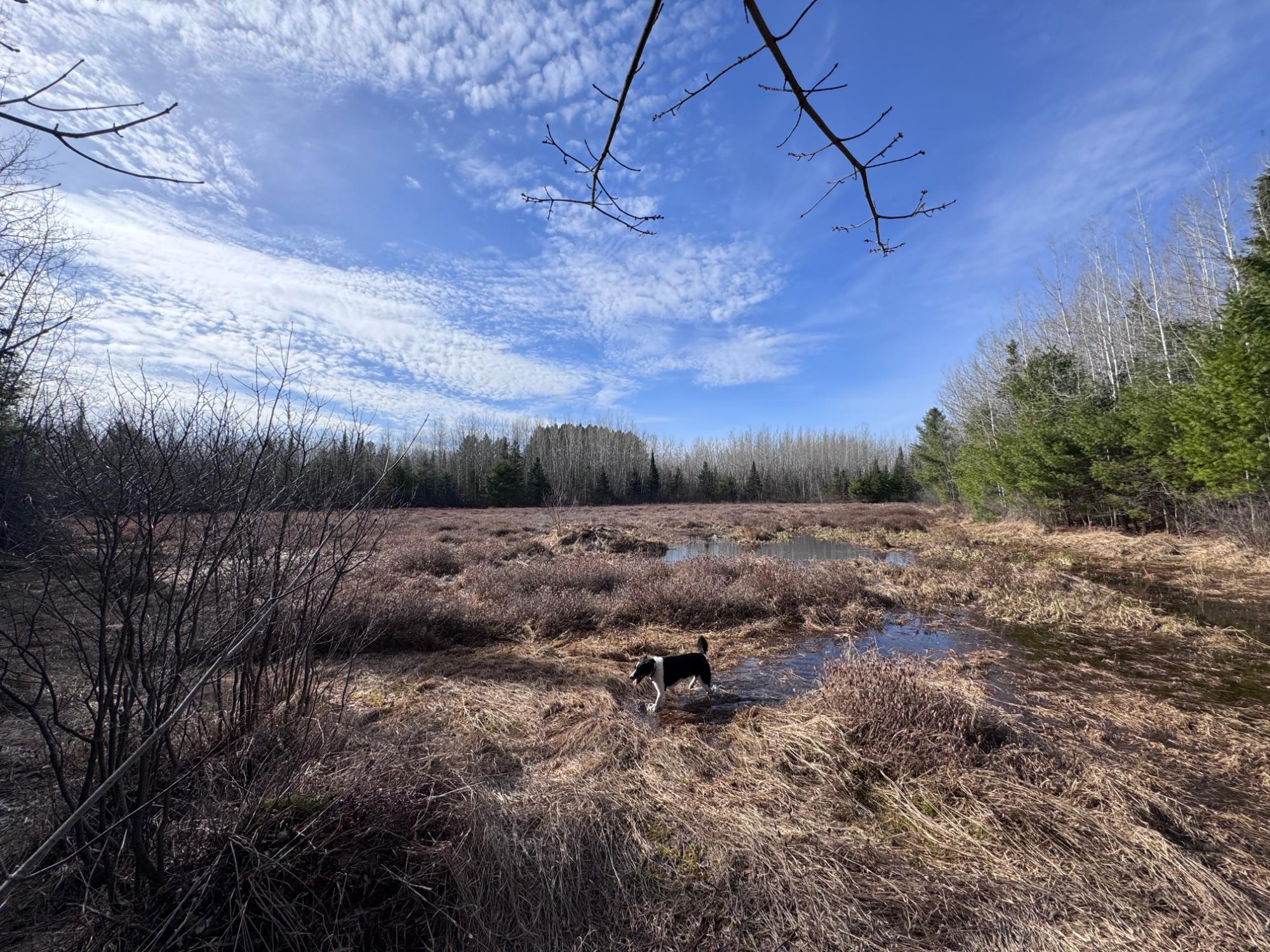 Land in Minocqua