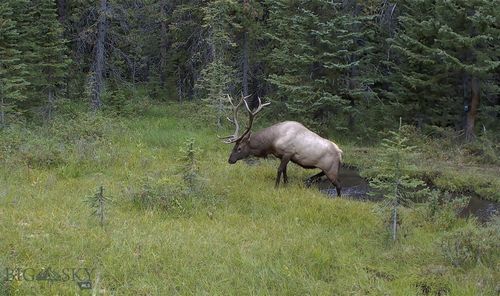 NHN Jack Creek, Basin, MT, 59631 | Card Image