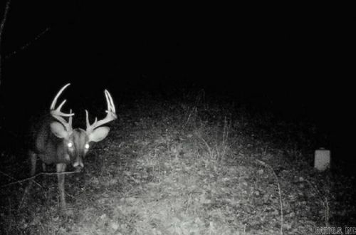 TBD Janesville Rd, Oak Grove, LA, 71263 | Card Image