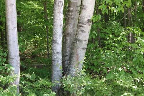 VL Squaw Lake, Blue Lake Township, MI, 49646 | Card Image