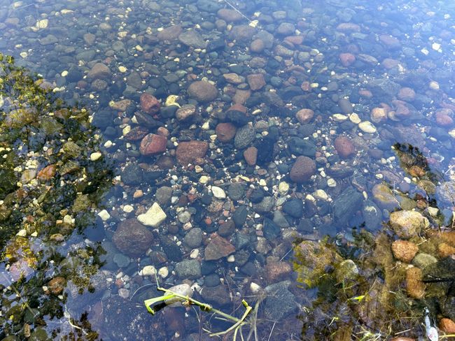 Lake bottom shell lk.jpg | Image 7